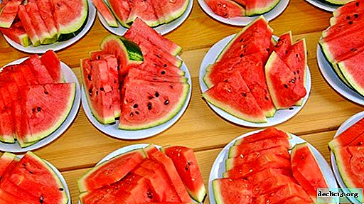 Cara memilih semangka matang - 17 tips