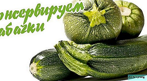 How to preserve zucchini for the winter - 3 step by step recipes