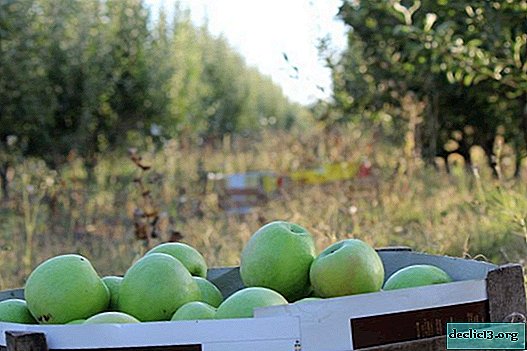 Sådan gæres æbler derhjemme - 3 trin for opskrifter