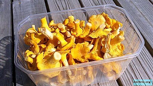 How to salt chanterelles at home - 4 step-by-step recipes