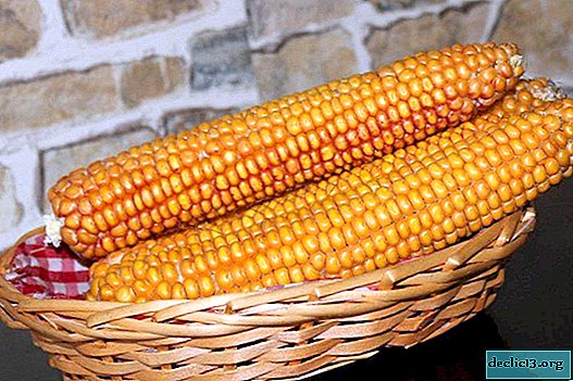 Kaip išsaugoti kukurūzus - 4 žingsnis po žingsnio receptai