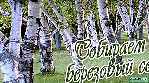 Birch sap - khi thu thập, lợi ích và tác hại
