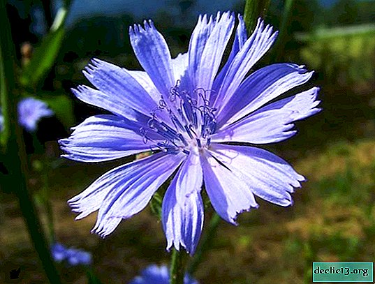 What is the use of soluble chicory for the body