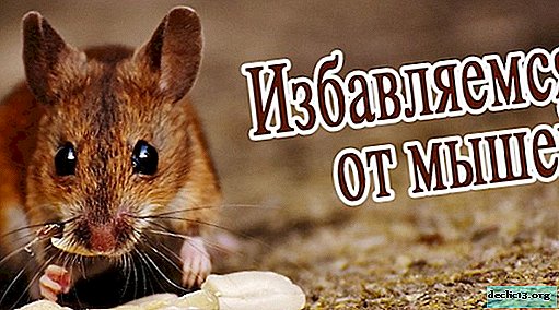 Effective methods of fighting mice in the house and in the apartment - Interior