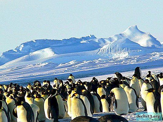 Where do polar bears and penguins live?
