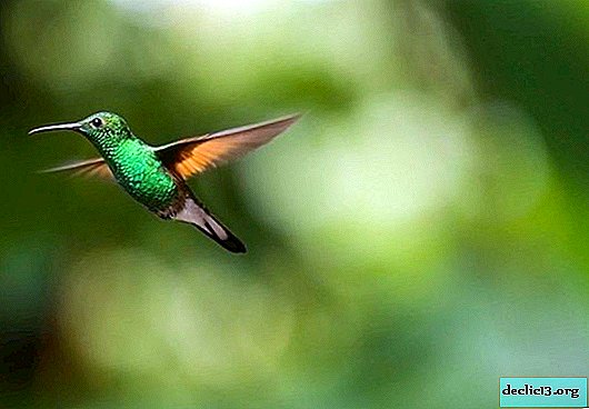 Where do hummingbirds live - Interesting