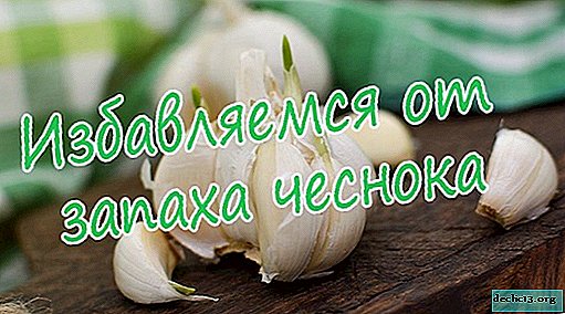 How to quickly get rid of the smell of garlic from the mouth and hands - Interesting