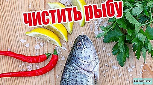 Ako čistiť riečne ryby od šupín a hlienu