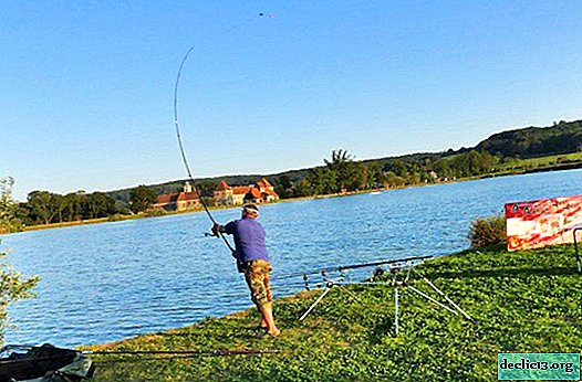 How and what to catch carp? Habits, bait, video