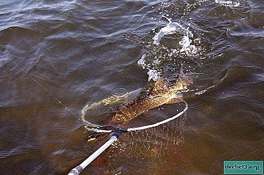 How to catch a pike - tips of professional fishermen