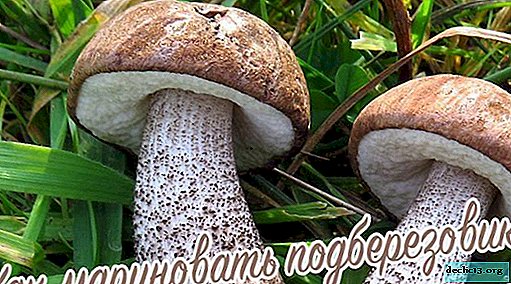 How to pickle boletus mushrooms for the winter