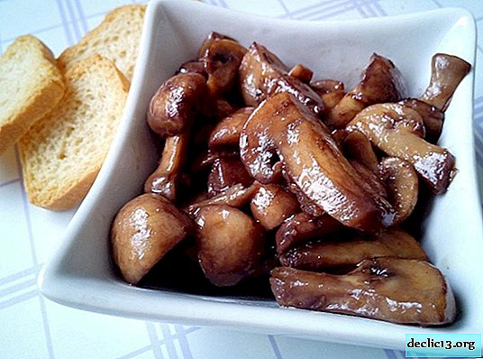 How to pickle champignons at home