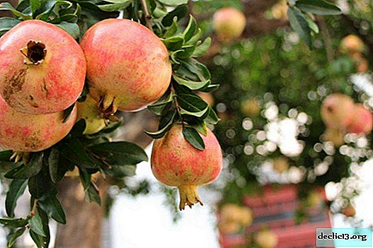 Kako raste šipek. Koristne lastnosti in lastnosti granatnega jabolka