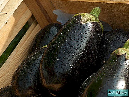 How to salt eggplant for the winter at home