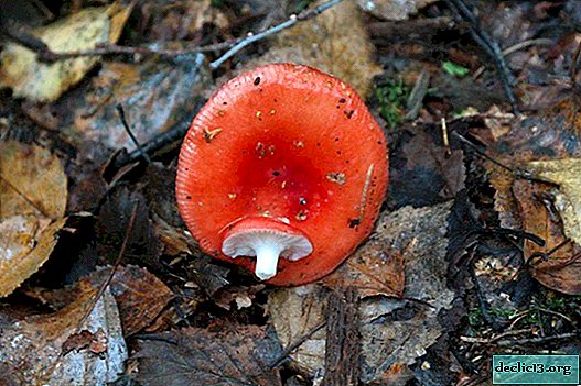 How to salt Russula for the winter at home