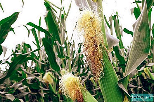 Stigmates de maïs: propriétés curatives, mal, recettes