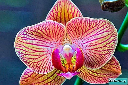 Phalaenopsis orchid - how to care at home