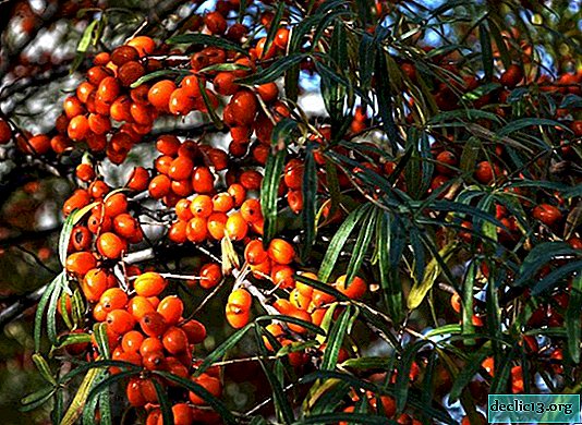 Sea buckthorn oil recipes. Useful properties and application