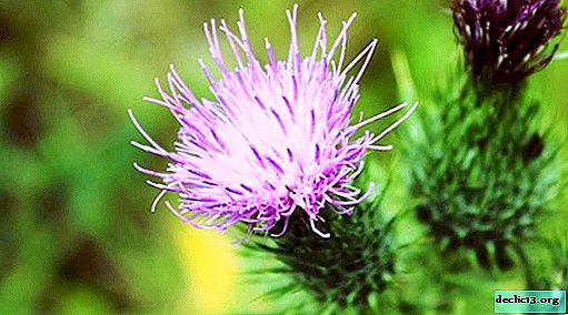Milk thistle meal - benefits and harms, instruction and use