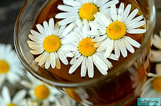 Chamomile grass - medicinal properties and contraindications