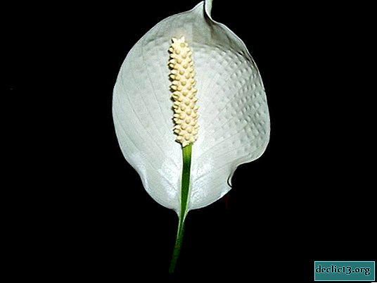 Care for spathiphyllum at home