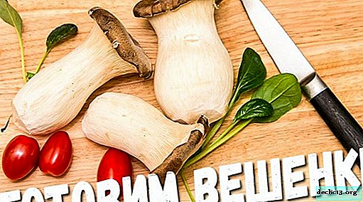 Austrių grybai - virimo receptai, nauda, ​​kaip auginti