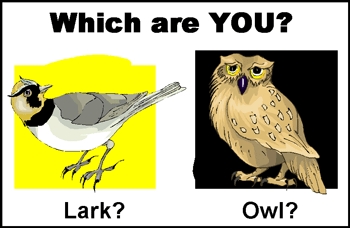Owl or Lark - Articles