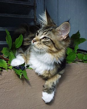 Arten von Kitten - Material