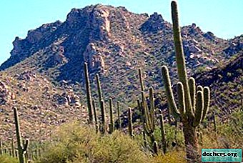 12 especies de cactus que crecen en el desierto. Descripción y fotos de plantas.