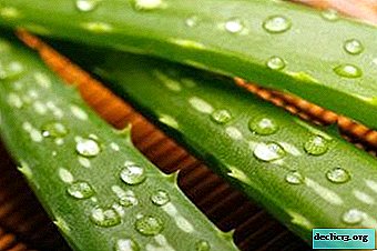 TOP 5 recipes using aloe for colds and tips for using a medicinal plant