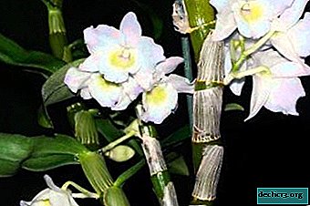9 consejos para jardineros aficionados: cómo hacer una flor de orquídea