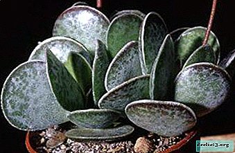 Adromischus spotted (Adromischus maculatus) - a miniature houseplant native to hot Africa