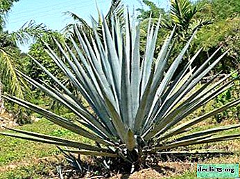 Agave and Opuntia - succulent and cactus for tequila and other strong drinks