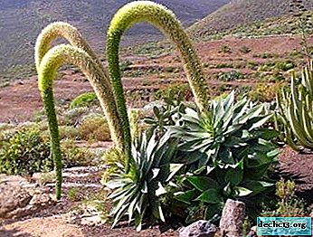 Variety of agave species and varieties: Agave attenuata and other members of the family