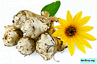 Agricultural technology, features and nuances of growing Jerusalem artichoke in open ground in the country, at home and for business