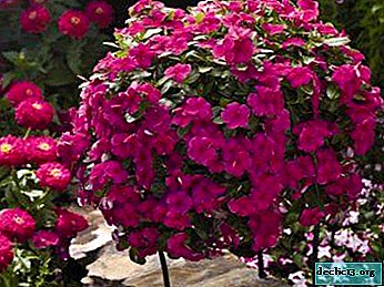 Ampelic catharanthus: beskrivelse av varianter med et foto, trekk ved å dyrke en blomst og ta vare på den
