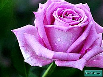 Fragrant beauty rose Aqua: description and photo of flowers, as well as cultivation and use in landscape design