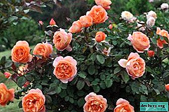 Geurige roos Lady of Shallot. Kenmerken van een bloem, zorgregels en groeiend, foto