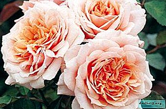 Fragrant rose Paul Bocuse. Description of the flower and photo, especially the care and growing