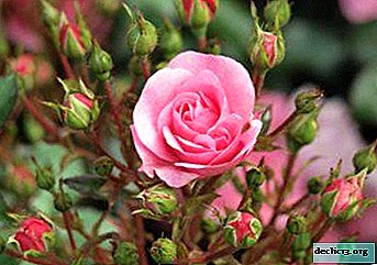Duftende lyse lyserøde roser: fotos og beskrivelser af Intuition, Knockout og andre sorter. Voksende funktioner