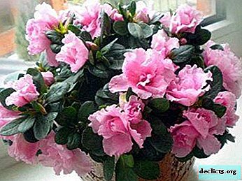 Azalea or "Rosewood": features of care and growing at home with a photo