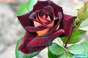 Velvet luxury - all about rose Eddie Mitchell