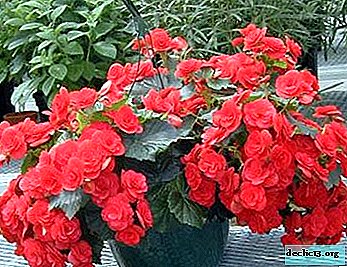 Begonia in a pot: how to care for her, why she wilts and how to help a flower in this case?