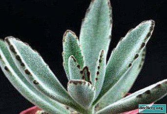 Behar and felt Kalanchoe: a description of the appearance and recommendations for caring for the plant