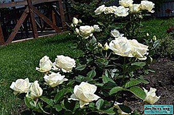 Beyaz güller Avalange: peyzaj, bakım ve diğer nüanslarda çiçeklenme ve kullanım çeşitliliğinin tanımı ve fotoğrafı
