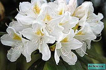 Beau rhododendron blanc comme neige Cunningham White - description, sous-trie, reproduction et soin