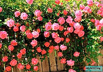 Belezas indefesas - rosas sem espinhos. Descrição das variedades com fotos