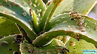 A praga de plantas de casa - insetos de escala. Foto de pragas e dicas sobre como lidar com isso