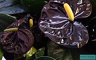 Une variété noble d'Anthurium Black Prince: informations complètes pour les amateurs de plantes exquises