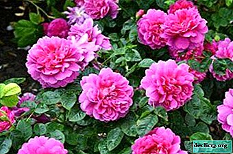 Nobleza y gracia de una rosa Princesa Anna: descripción y foto de la variedad, floración y cuidado, reproducción y otros matices.